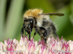 Bombus